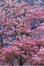 《宝可梦：朱＆紫》新介绍视频 新宝可梦奇麒麟公布